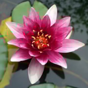 Flor de Lótus Rosa Ornamental