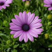 Margarida Africana Roxa